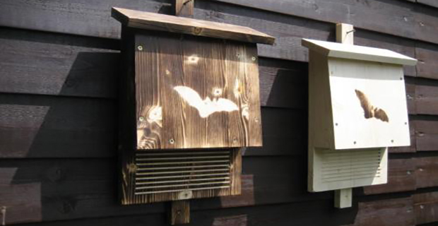 bat-box-pipistrelli